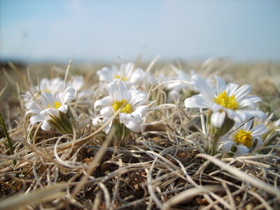 Flowers in Mongolian steppe photo