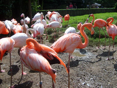 Flamingos in Zoo DvЕЇr KrГЎlove, Czech republic