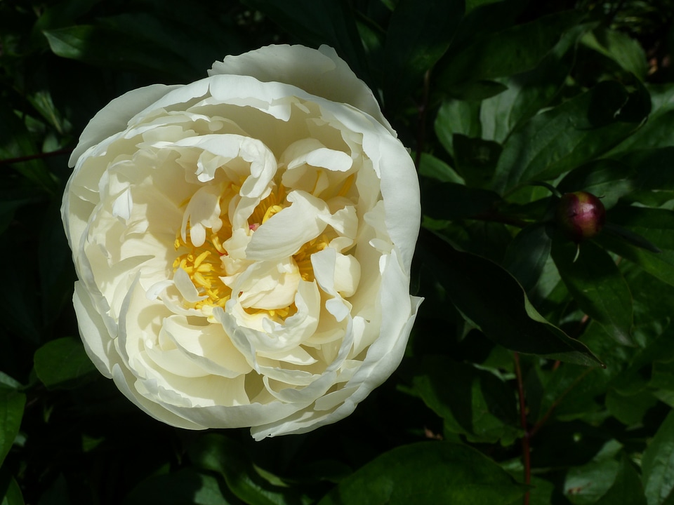 White nature summer