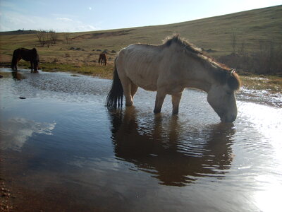 Drinking horse in Mongolia photo