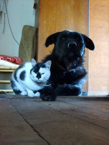 Dog and cat – best friends photo