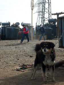 Dog in Ulaanbaatar photo