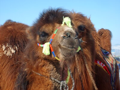 Mongolian racing camel photo