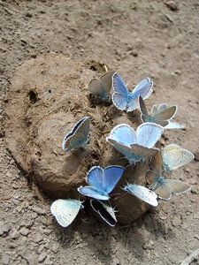 Photo of butterfly in Mongolia