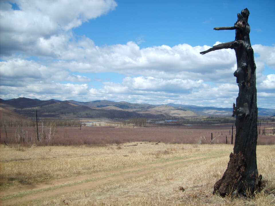 Burned tree in Mongolia photo