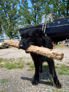 Black dog with a stick
