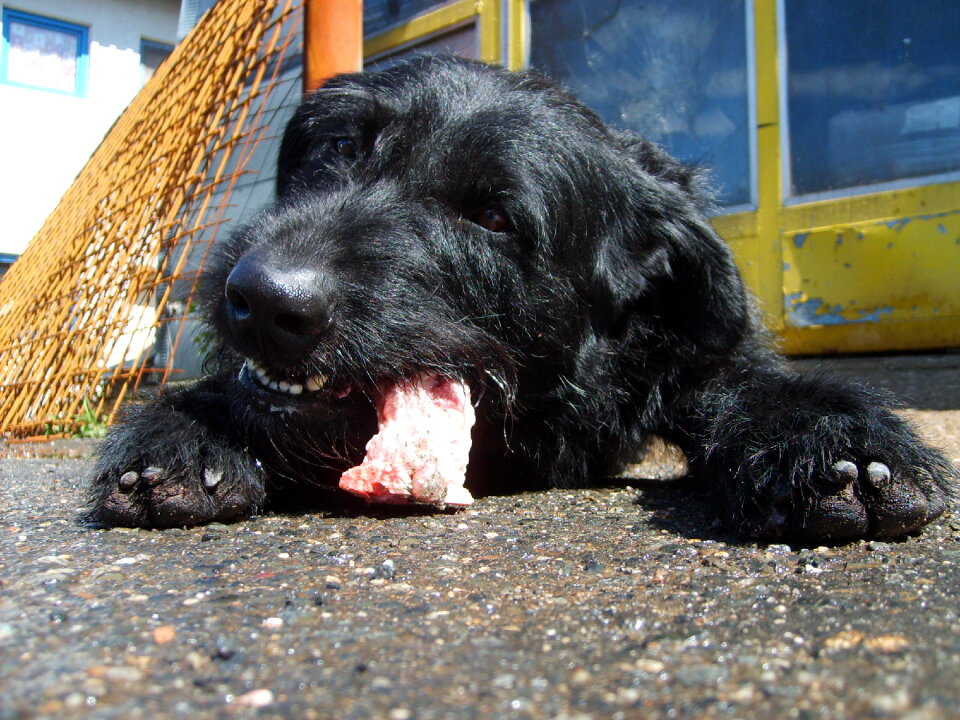 Black dog eating meat
