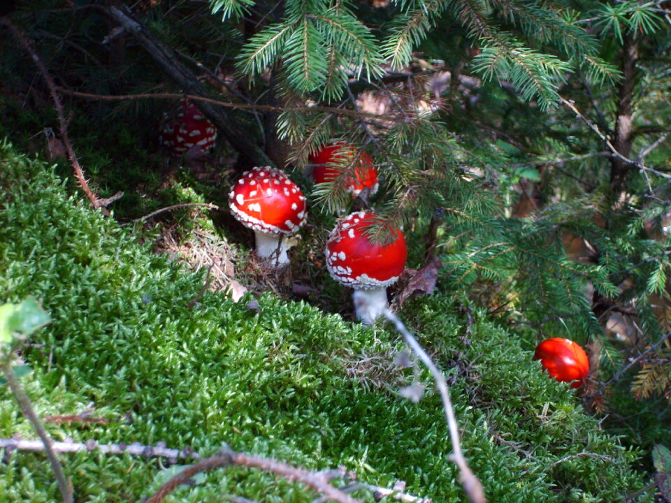 Photo of fly agaric mushroom