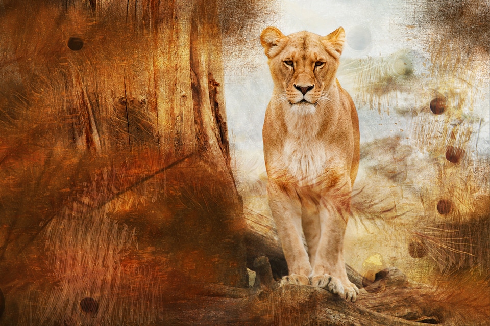 Animals mammal africa