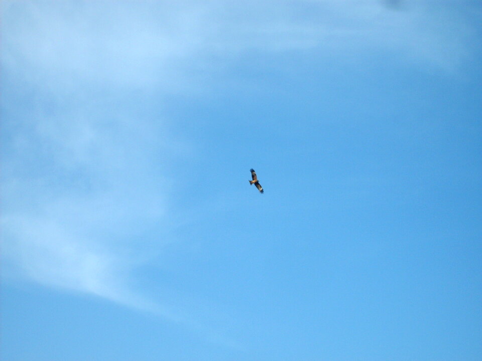 Bird of prey on the sky