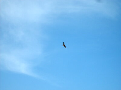 Bird of prey on the sky photo