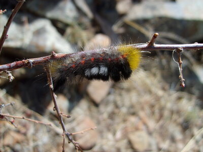 Caterpillar in mongolian steppe photo
