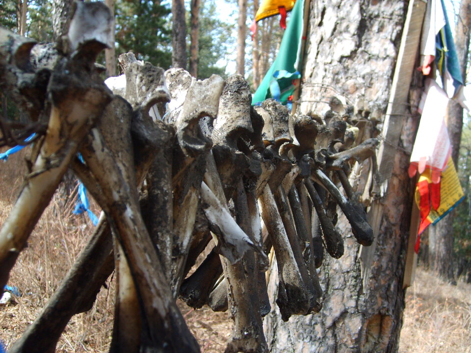 Detail of bones, shamanic place in Mongolia
