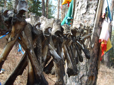 Detail of bones, shamanic place in Mongolia photo