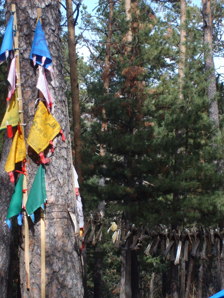 Shamanic tree in Mongolia