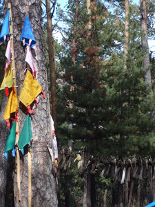 Shamanic tree in Mongolia photo