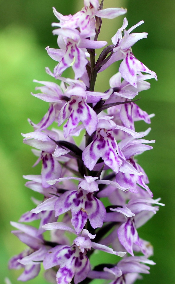 Wild flower blossom bloom