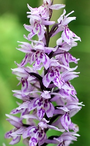Wild flower blossom bloom
