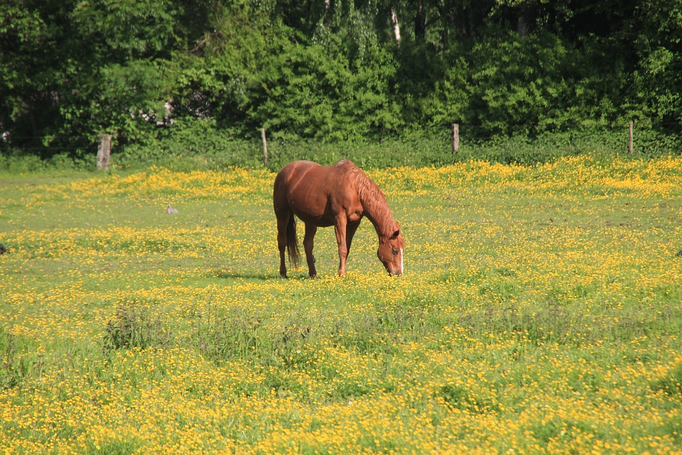Graze animals equestrian