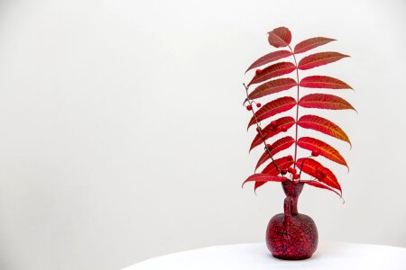 2 Autumn colors: red decorative plants
