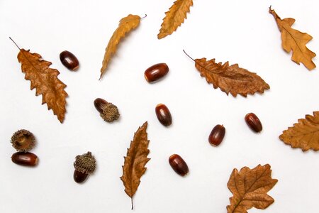 2 oak nut Autumn colors: brown autumn