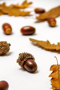 3 oak nut Autumn colors: brown autumn photo