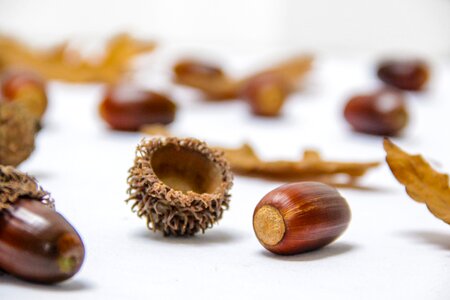 1 oak nut Autumn colors: brown decorative photo