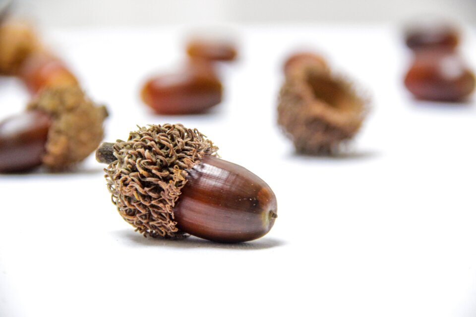 2 oak nut Autumn colors: brown decorative