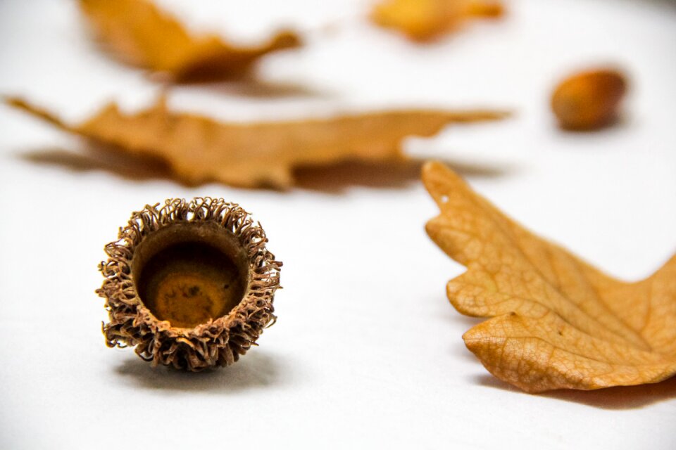 oak nut autumn nuts