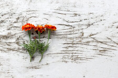 decorative Mostly veggies wooden texture