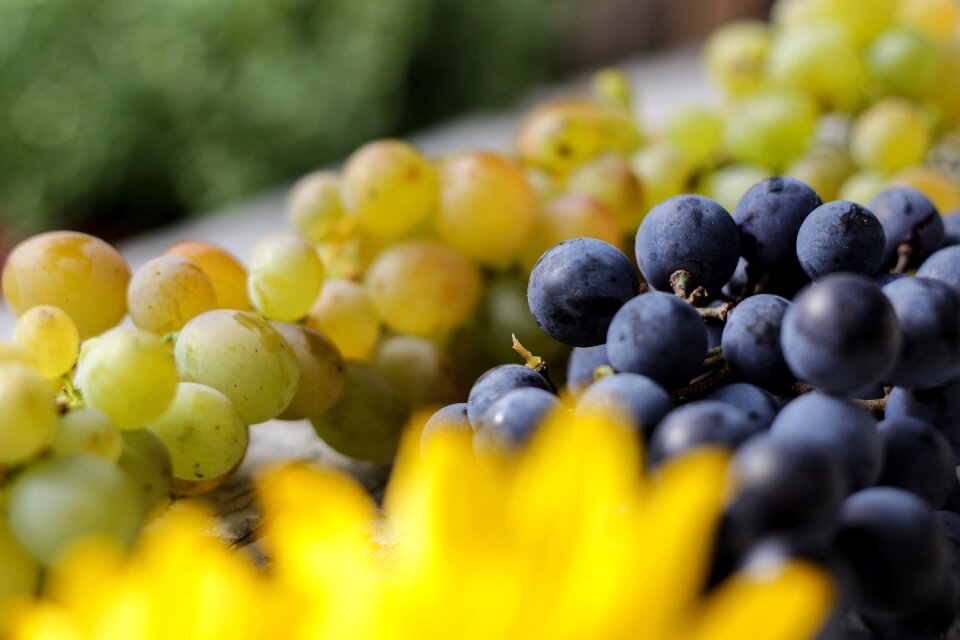 1 Grapes & sunflowers grapes plants