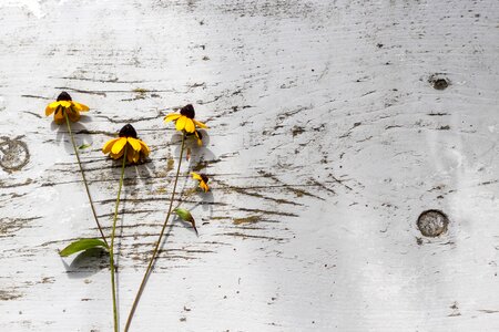 5 Grapes & sunflowers wooden texture plants