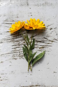 4 Grapes & sunflowers wooden texture plants photo