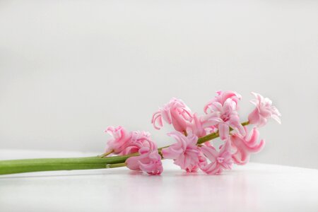 1 pink Spring flowers spring photo