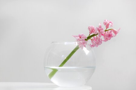 2 pink Spring flowers spring