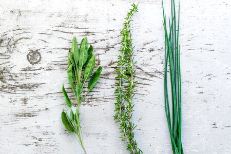 2 sage chives rosemary photo