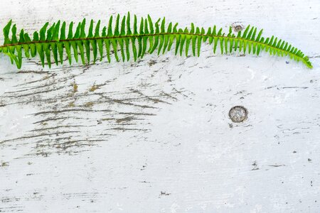 Spice me up! fern wooden background photo