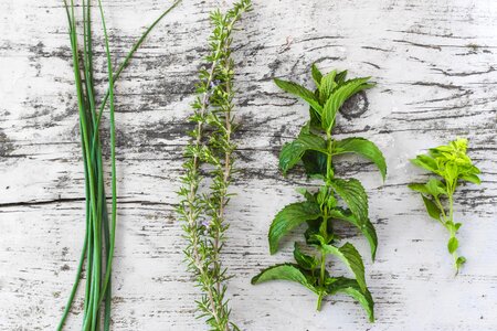 chives basil mint photo