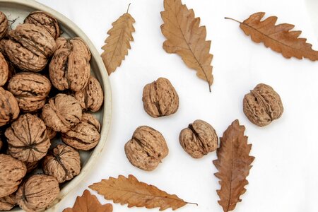 autumn leaf objects