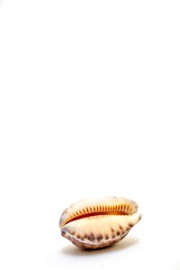 1 shells summer shell