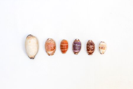3 shells summer shell