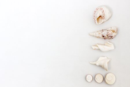 3 Summer memories shells summer