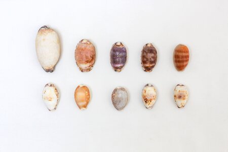 4 Summer memories shells summer