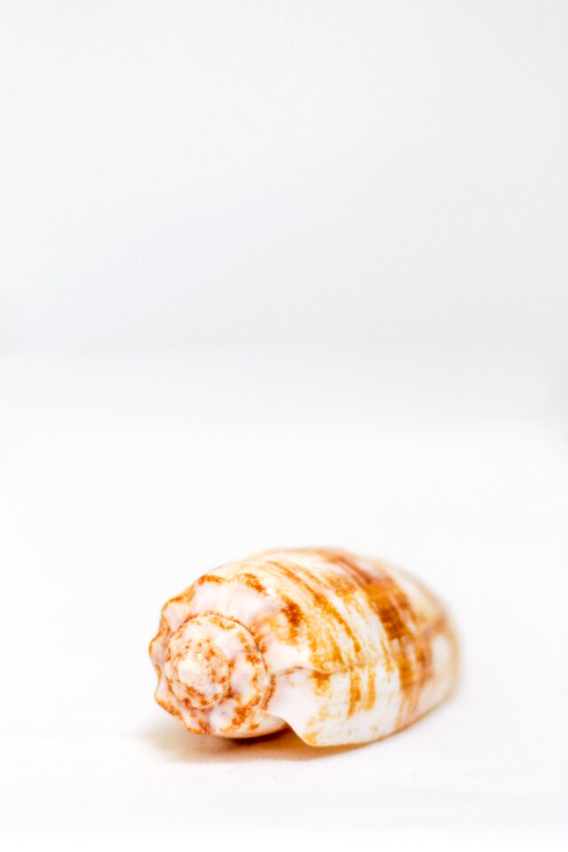 2 Summer memories summer shell