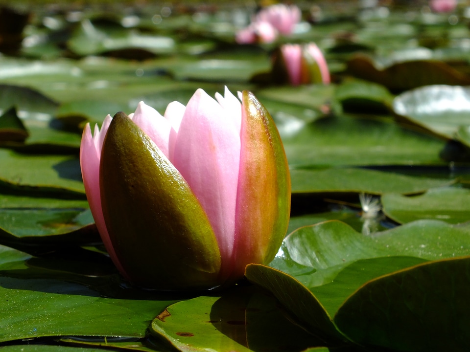 Nature landscape flowers