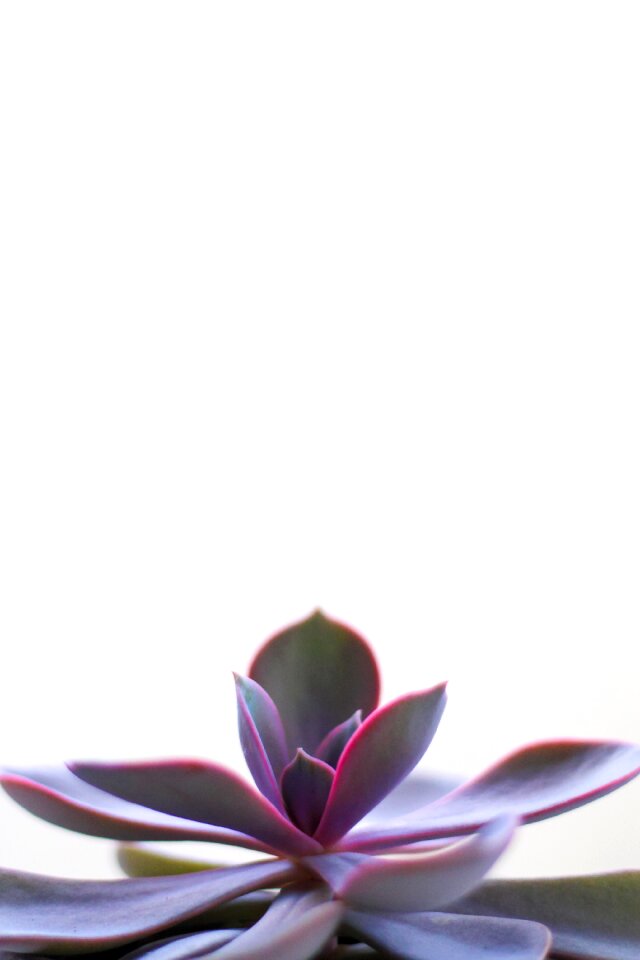 plant on white