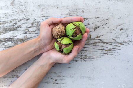 wooden texture autumn hands photo