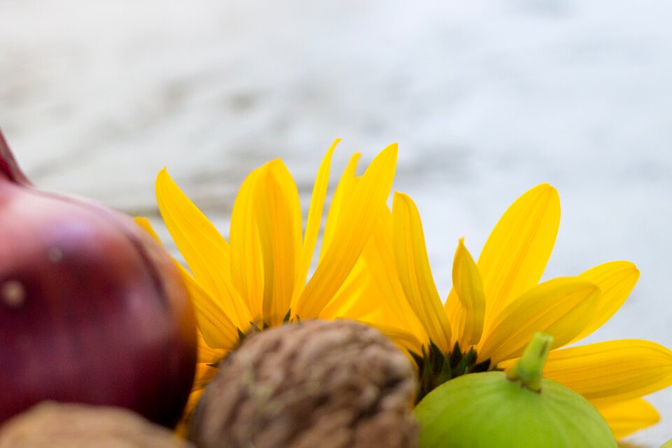 Mostly veggies yellow sunflower