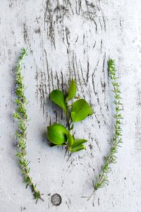 rosemary limete green lemon photo