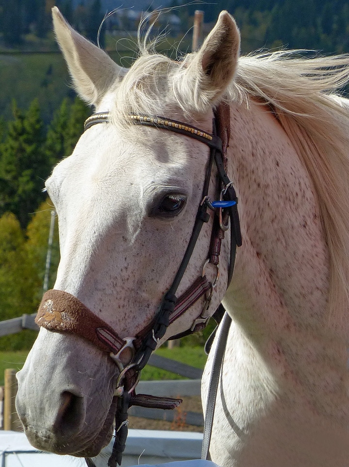 White ride riding